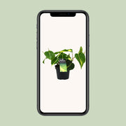 Philondendron Brasil Scandens