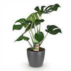 Monstera Deliciosa, detail van het blad