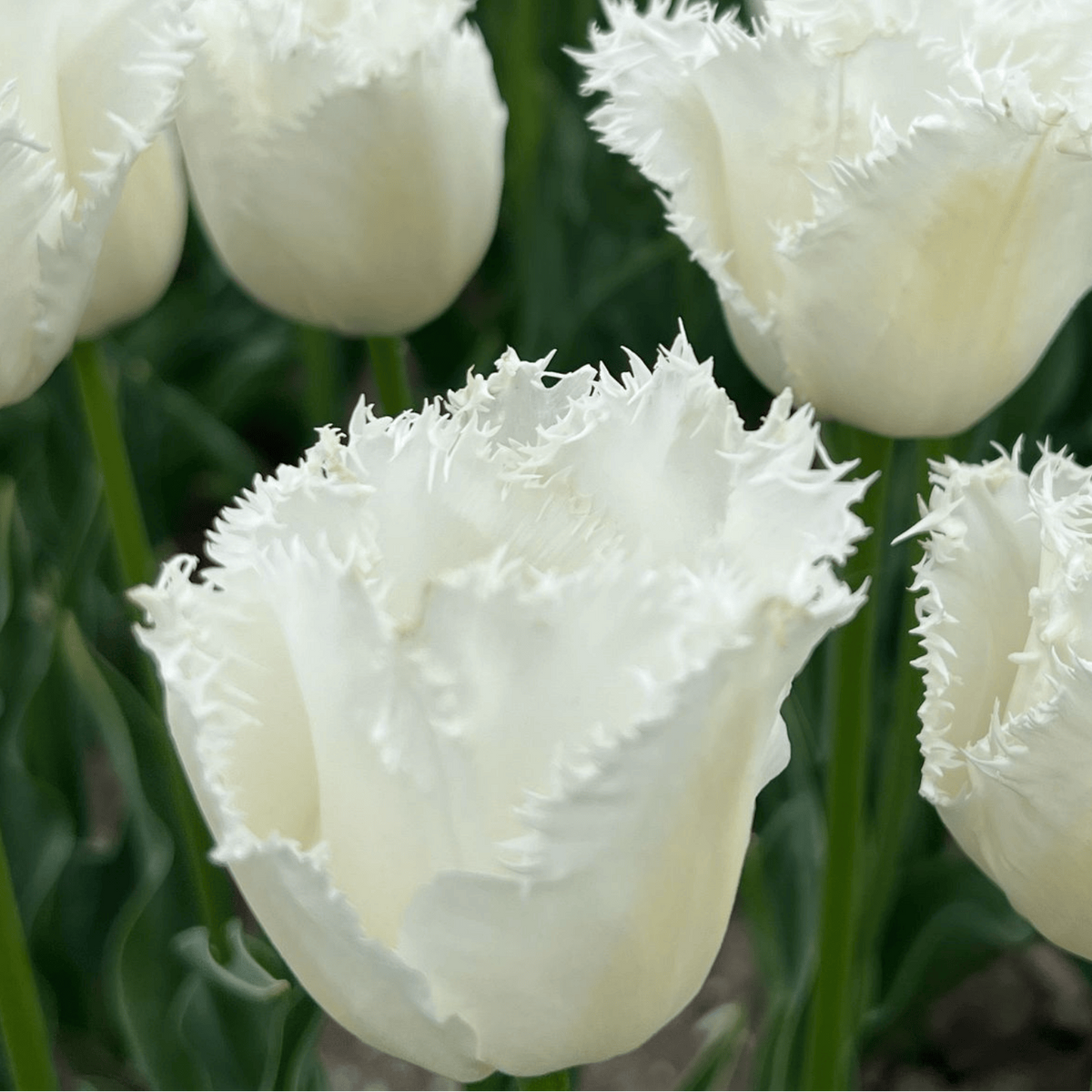 Tulpenbollen Honeymoon Maat 11/12, groene bladeren