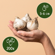 Kogellook Allium sphaerocephalon, paars, foto 3