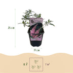 Buddleja davidii Pink Delight, groene bladeren