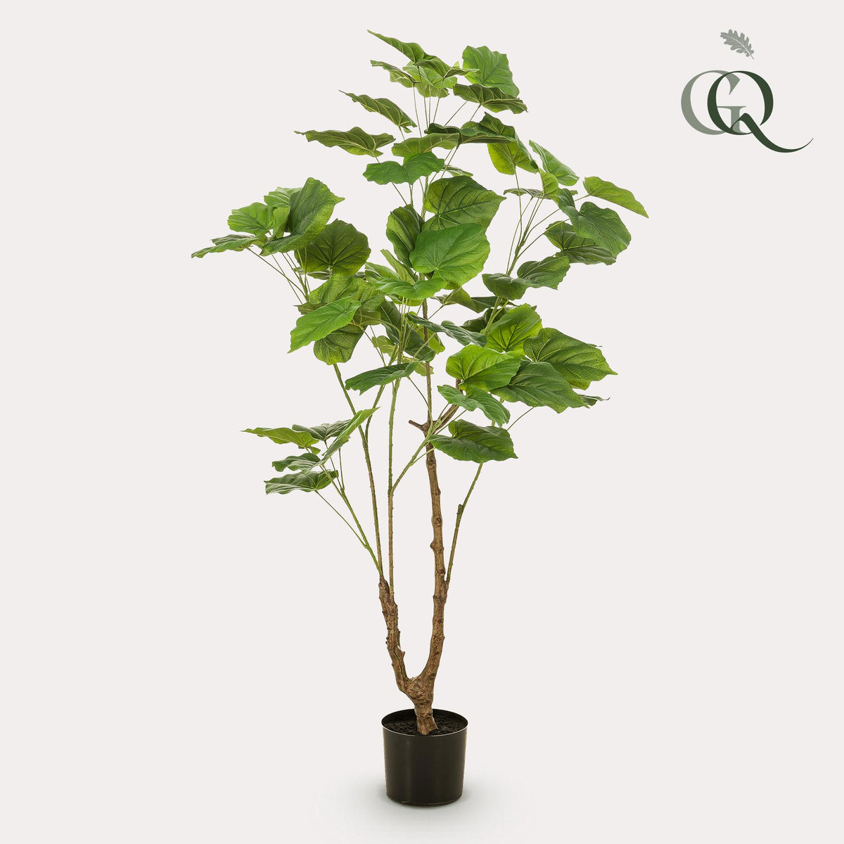 Kunstplant - Ficus umbellate - Afrikaanse vijg, plant in pot