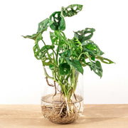 DIY-pakket Monstera in vaas, zelf op hydroponie zetten