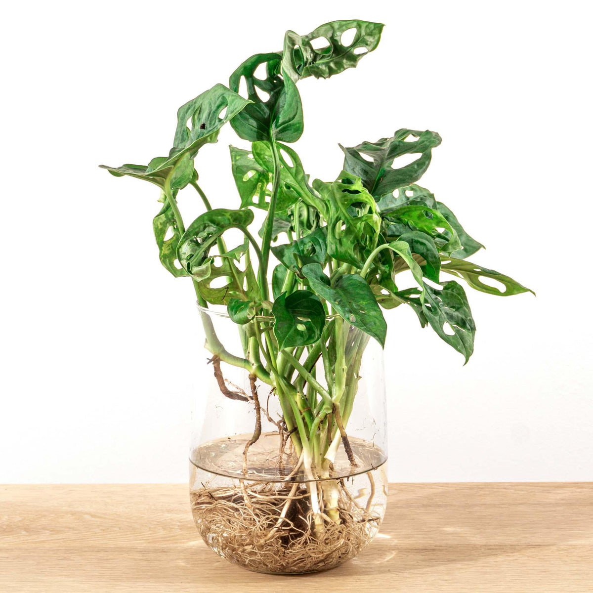 Productafbeelding van Pureplant