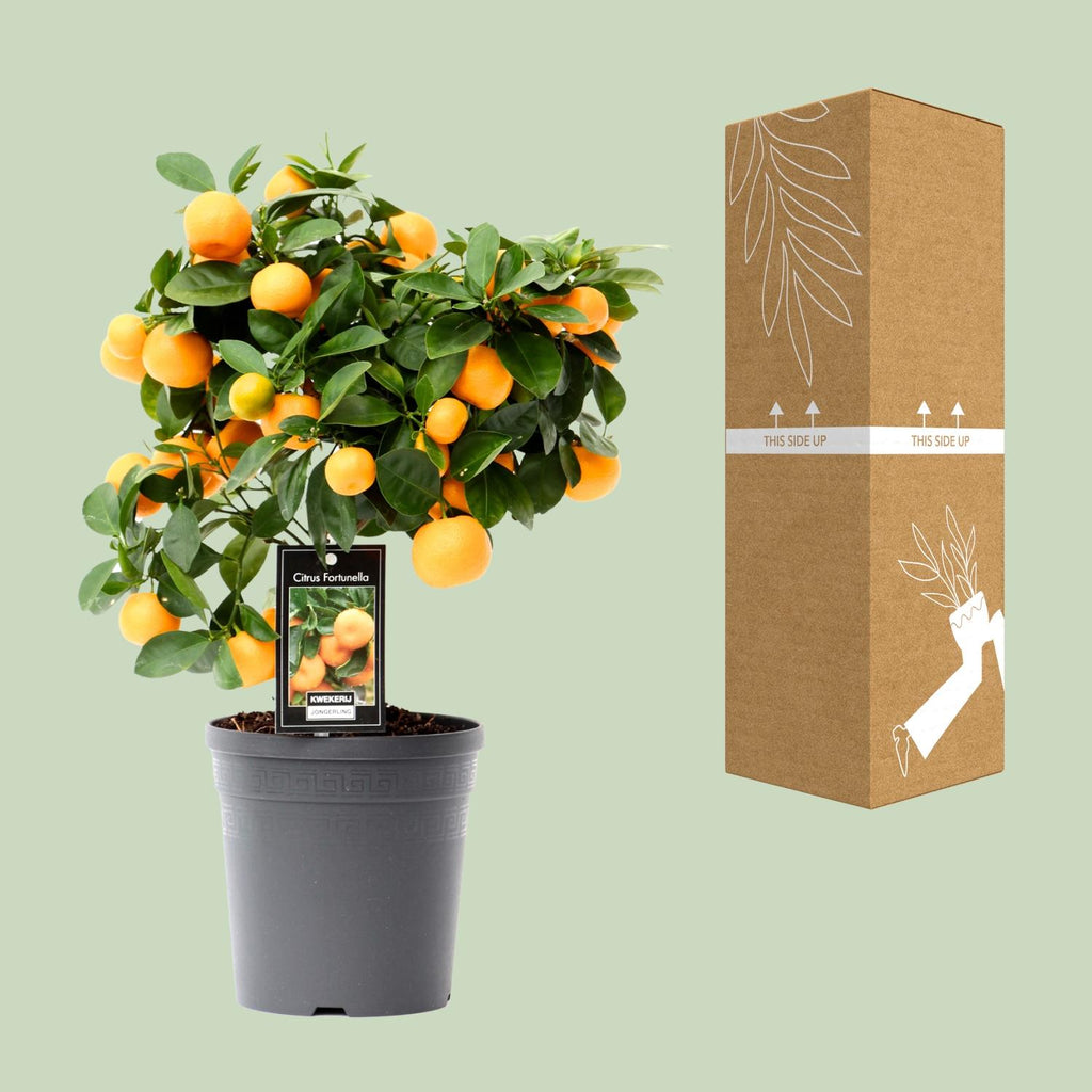 Detailfoto van Citrus Calamondin