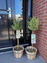 Euonymus fortunei Emerald Gaiety