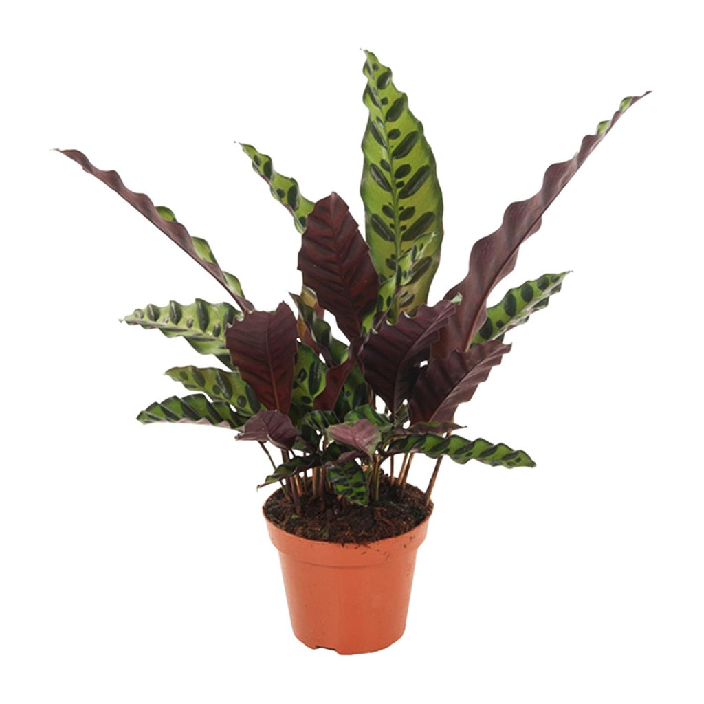 Productfoto van Calathea Insignis