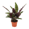 Productfoto van Calathea Insignis