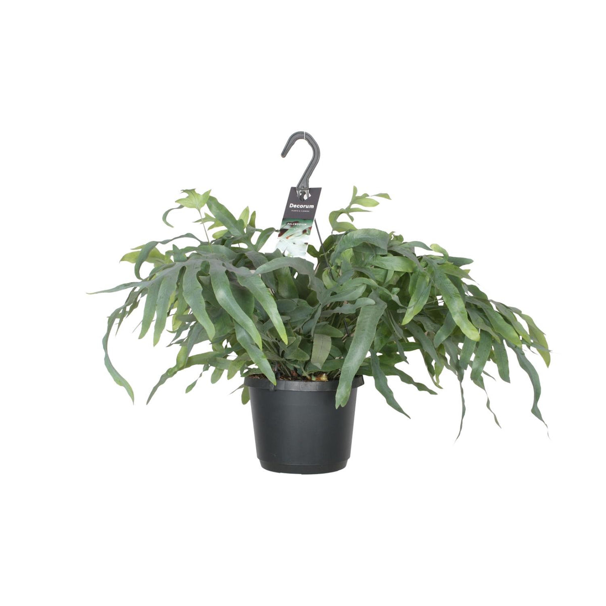 Productfoto van Phlebodium Aureum Blue Star