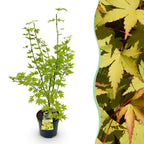 Acer palmatum Summergold, detail van het blad