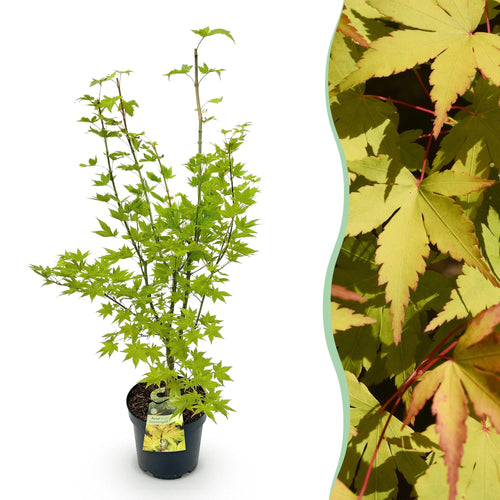 Acer palmatum Summergold, detail van het blad