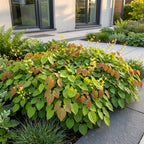 Elfenbloem Epimedium 'Frohnleiten', schaduwplant, geel, decoratieve plant