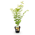 Japanse esdoorn Acer palmatum Jordan, groene bladeren