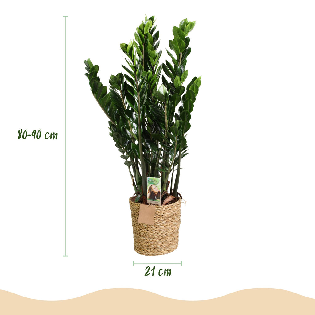 Zamioculcas - ZZ-plant met mand, groene bladeren