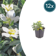 Helleborus niger