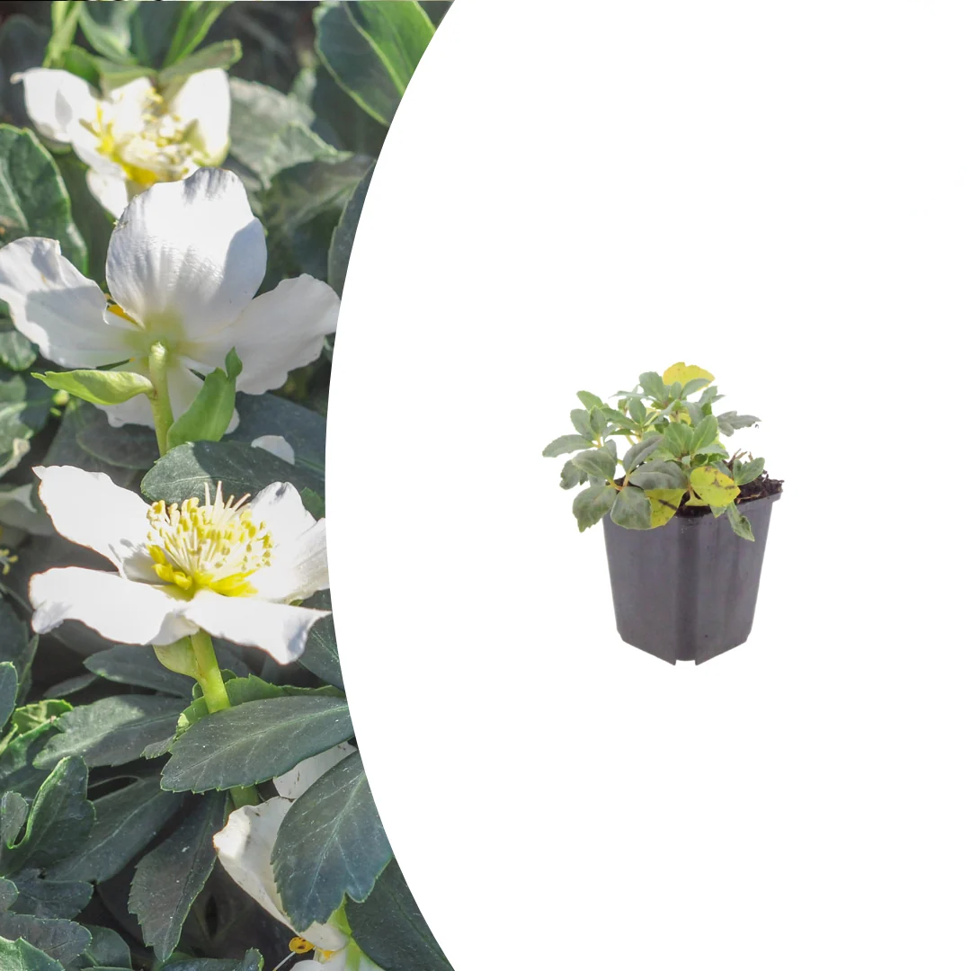 Helleborus niger, detail van het blad