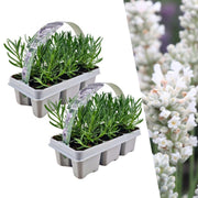 2 x Set van 6 Lavendel angustifolia white