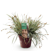 Carex oshimensis Everest - Wit en Groen