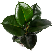 Ficus Elastica Robusta