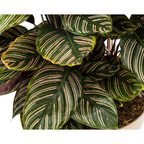 Calathea Ornata Sanderiana, detail van het blad