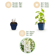 Ridderspoor (P) Galahad, met witte bloemen (12x)