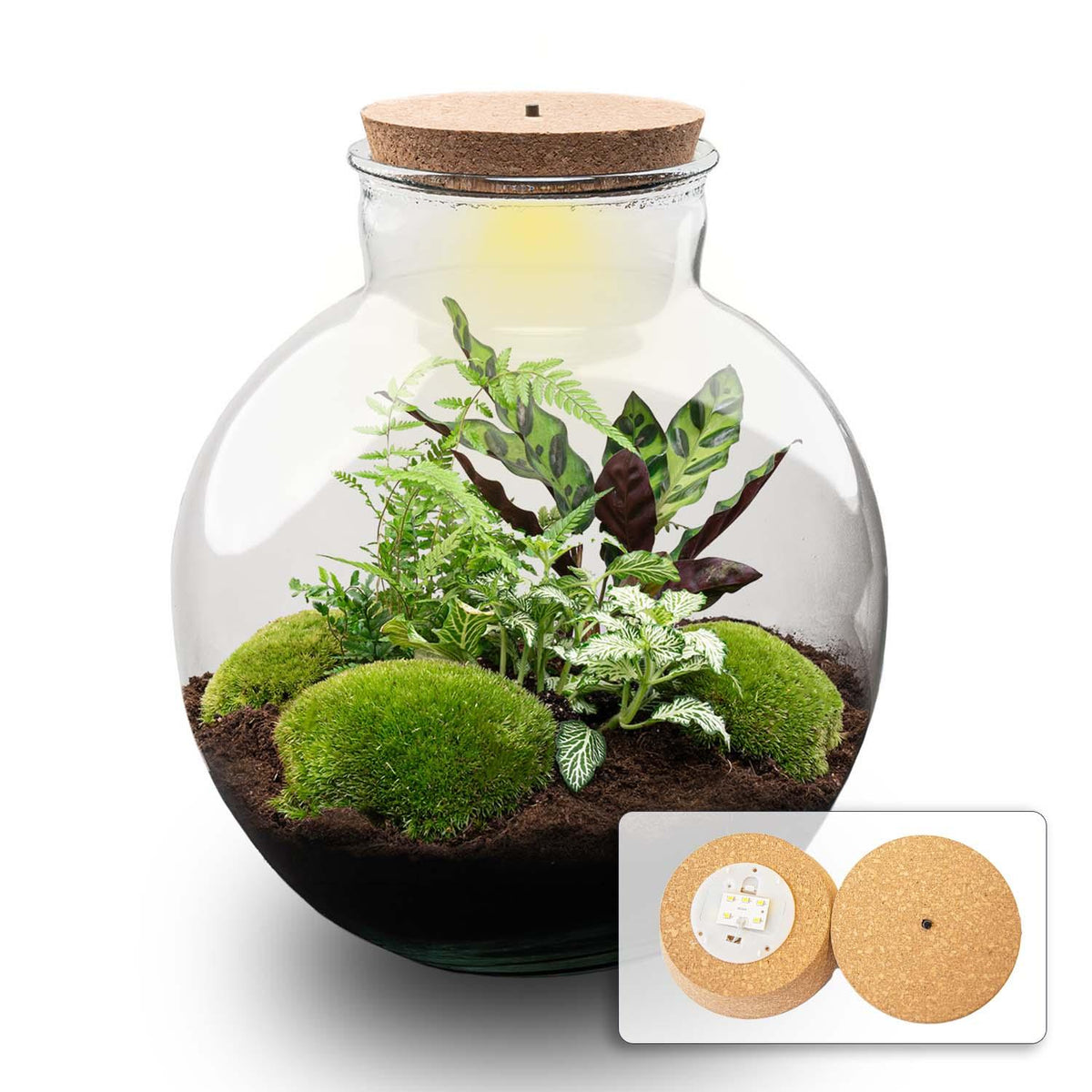 Detailfoto van DIY terrarium Bolder Bob met licht en ledkurk