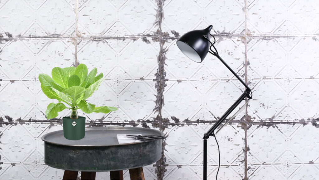 Productfoto van Brighamia Insignis 'Hawaii Palm'