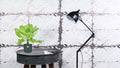 Productfoto van Brighamia Insignis 'Hawaii Palm'