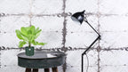 Productfoto van Brighamia Insignis 'Hawaii Palm'