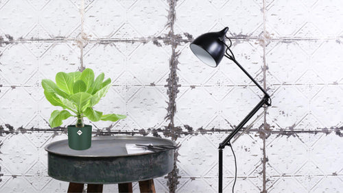 Productfoto van Brighamia Insignis 'Hawaii Palm'