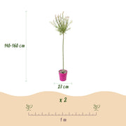 Salix Flamingo - Ø23cm - ↕140-160cm