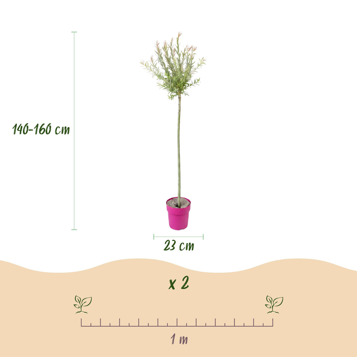 Salix Flamingo, bonte wilg met roze uitloop, kenmerkend blad