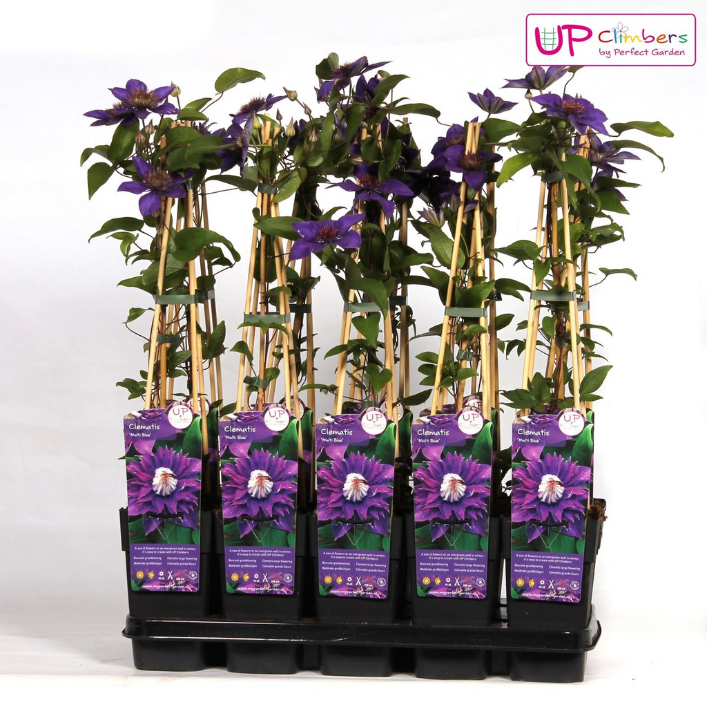 Detailfoto van Clematis Multi Blue - Clematis Blauw