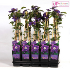Detailfoto van Clematis Multi Blue - Clematis Blauw