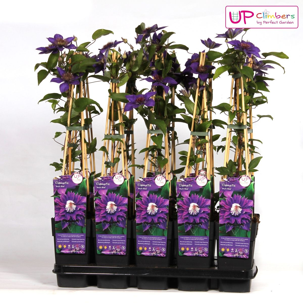 Detailfoto van Clematis Multi Blue - Clematis Blauw