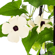 4x Thunbergia Alata Sunny Susy White
