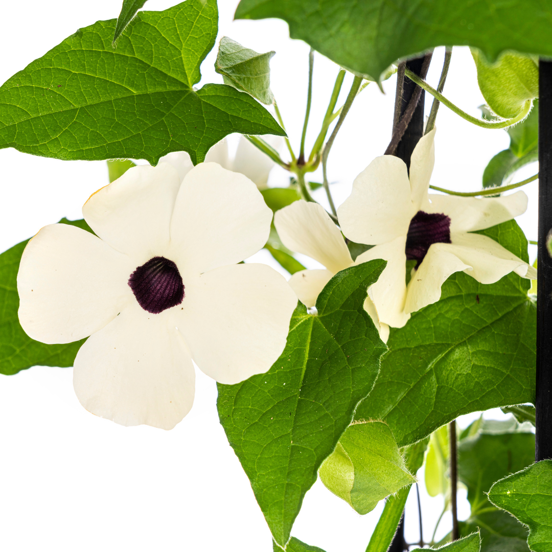 4x Thunbergia Alata Sunny Susy White, detail van het blad
