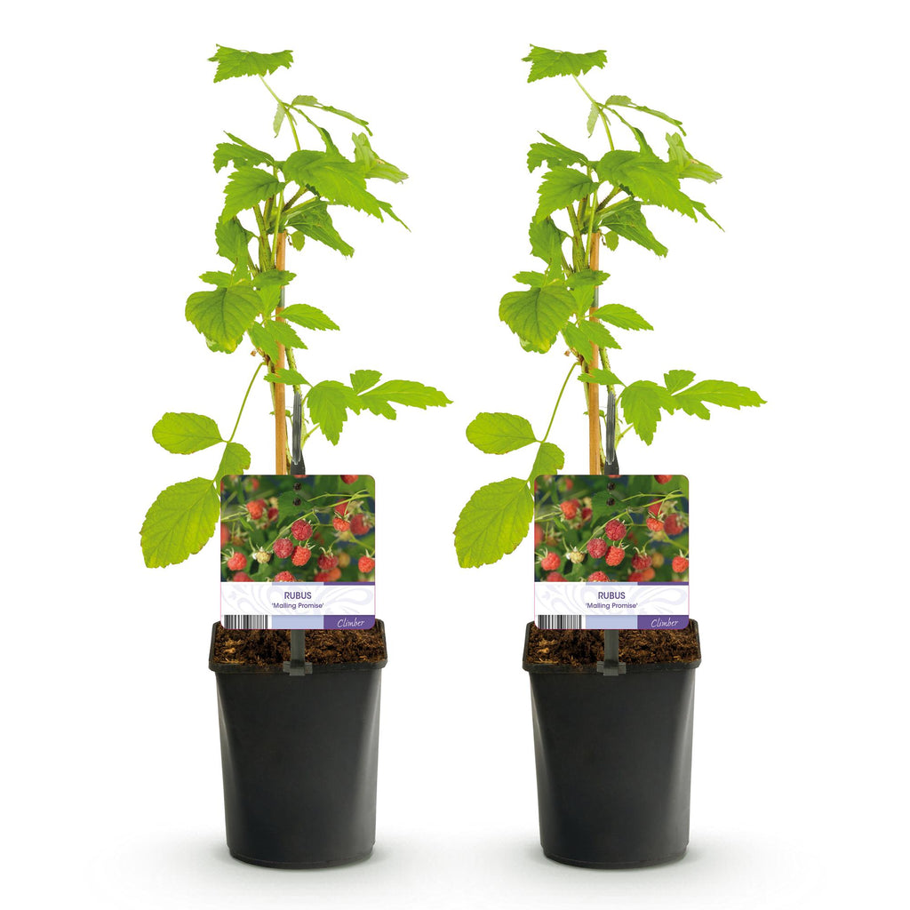 Frambozenplant Malling Promise, fruitgewas voor de tuin, groeiwijze van de plant