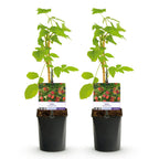 Frambozenplant Malling Promise, fruitgewas voor de tuin, groeiwijze van de plant