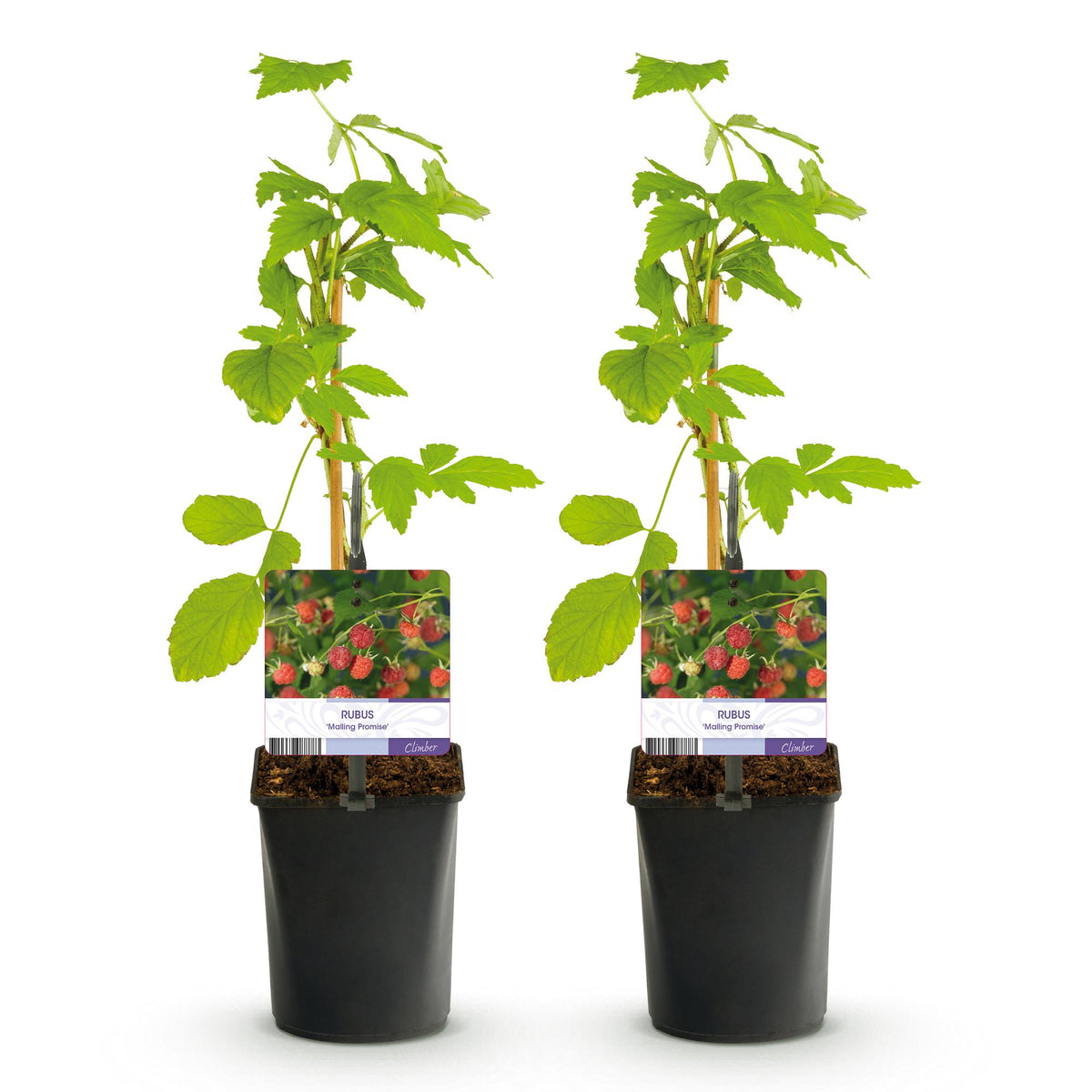 Frambozenplant Malling Promise, fruitgewas voor de tuin, groeiwijze van de plant