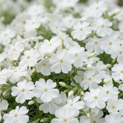 Vlambloem Maischnee, met witte bloemen