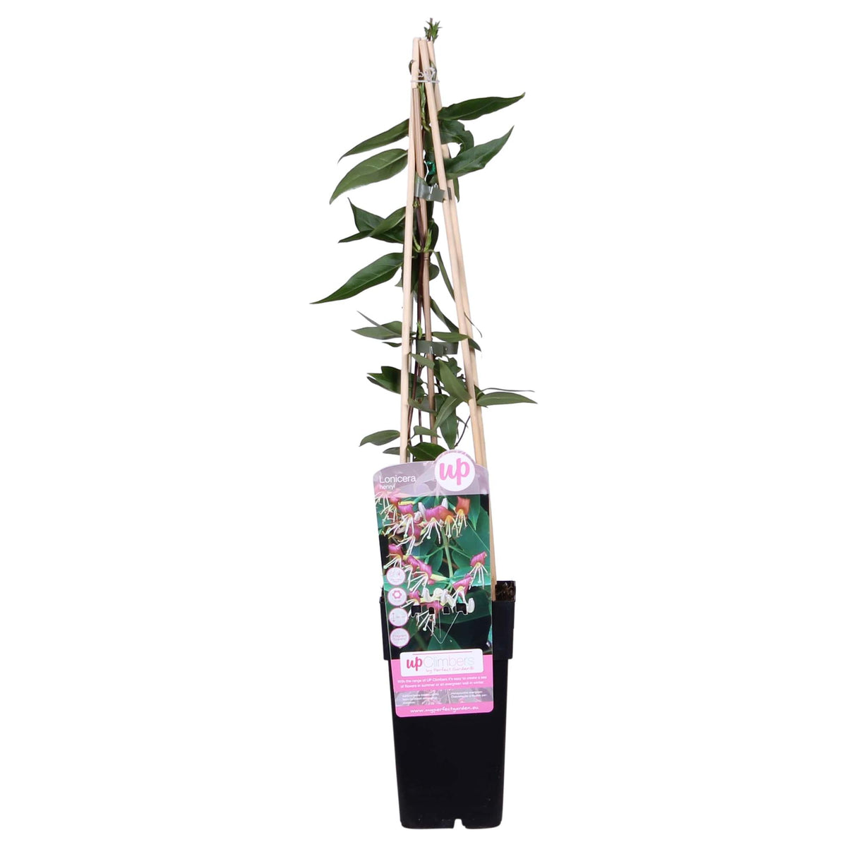 Productfoto van Lonicera henryi