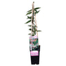 Lonicera henryi, 65 cm hoog