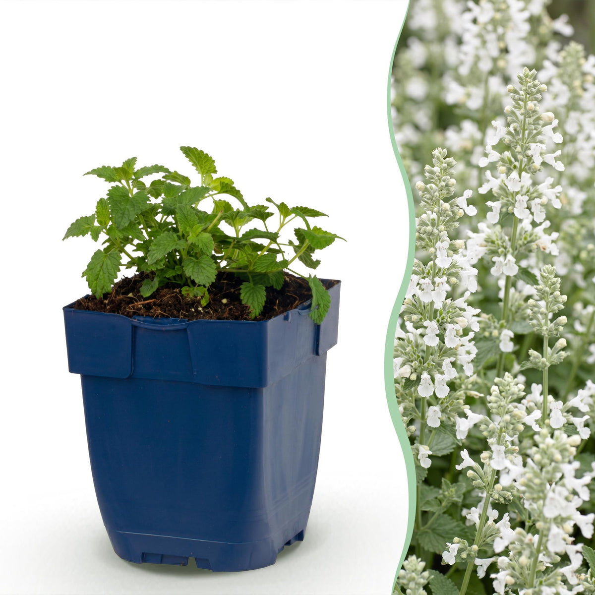 Kattenkruid faassenii Snowflake, met witte bloemen, kenmerkend blad