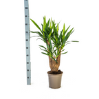 Yucca Elephantipes Vertakt, kenmerkend blad