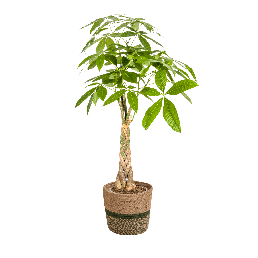 Pachira Aquatica met mand, plant in pot