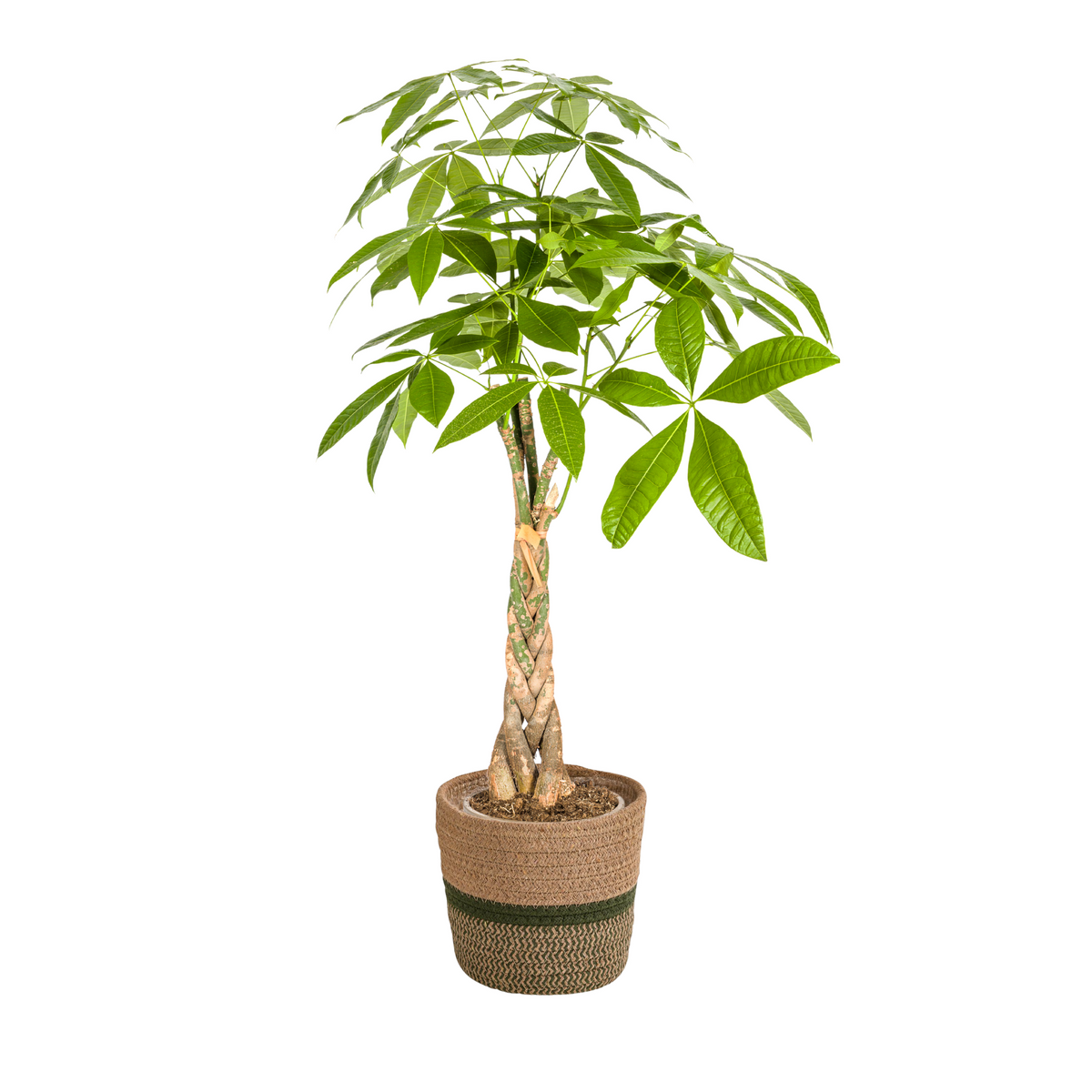 Pachira Aquatica met mand, plant in pot