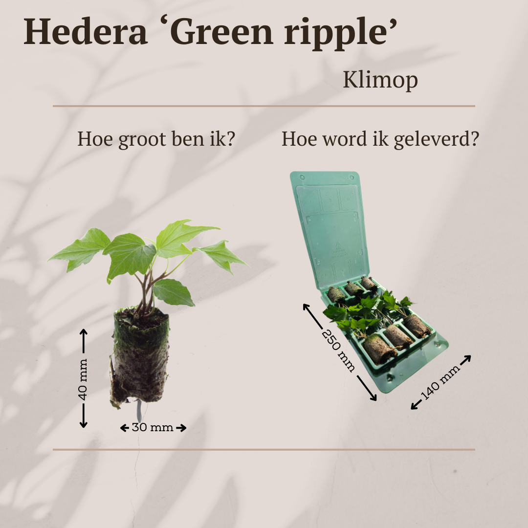Klimop Hedera 'Green Ripple' pluggen, klimplant, 6 stuks, plant in pot