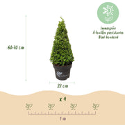 Buxus Pyramide - BetterBuxus Skylight - Resistant tegen de Buxus Schimmel - 2 Planten - Pot 23cm Hoogte 60-70cm