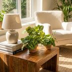 Maranta Silverband, Lemon Lime, Kerchoveana, met mand, detail van het blad